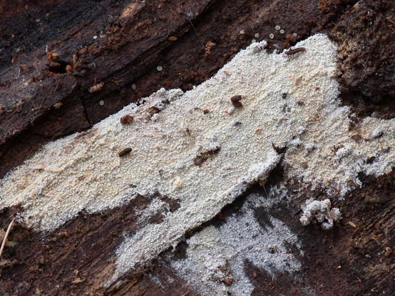 Xylodon rimosissimus Xylodon rimosissimus